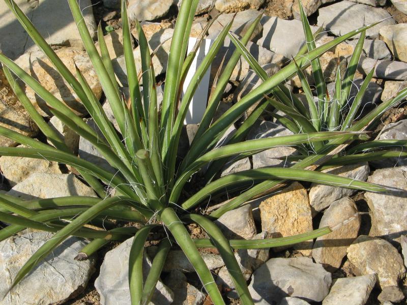 Agave schottii.jpg