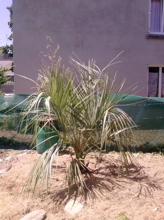 butia capitata