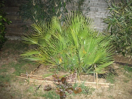 chamaerops humilis (multi stips )