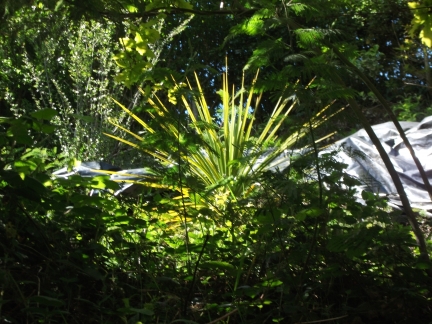 cordyline australis