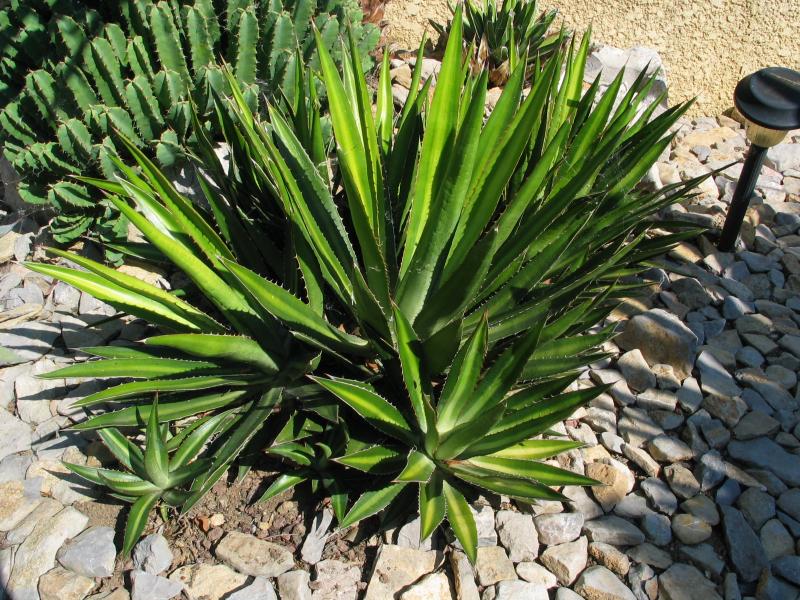 Agave univittata.jpg