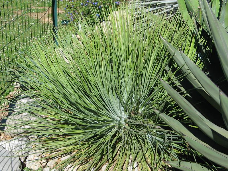 Agave striata.jpg