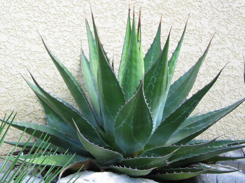 Agave montana.jpg