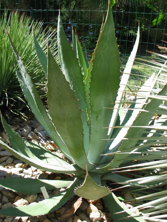 Agave maximiliana.jpg