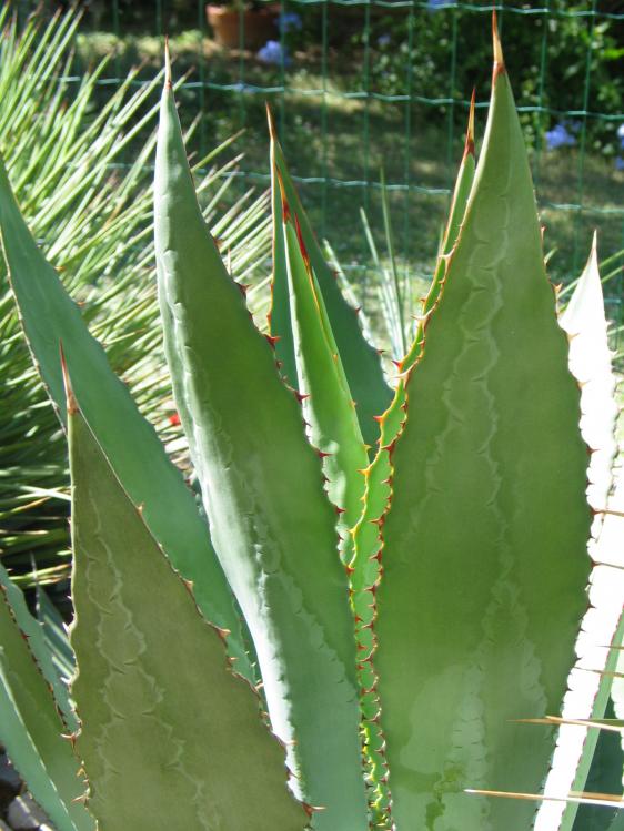 Agave maximiliana1.jpg