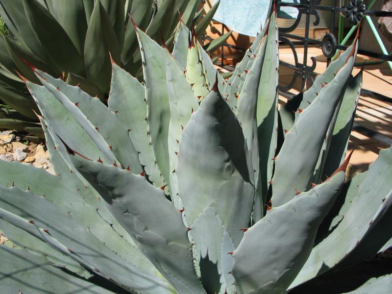 Agave congesta.jpg