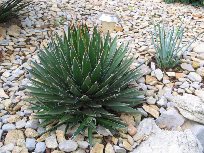 Agave filifera.jpg