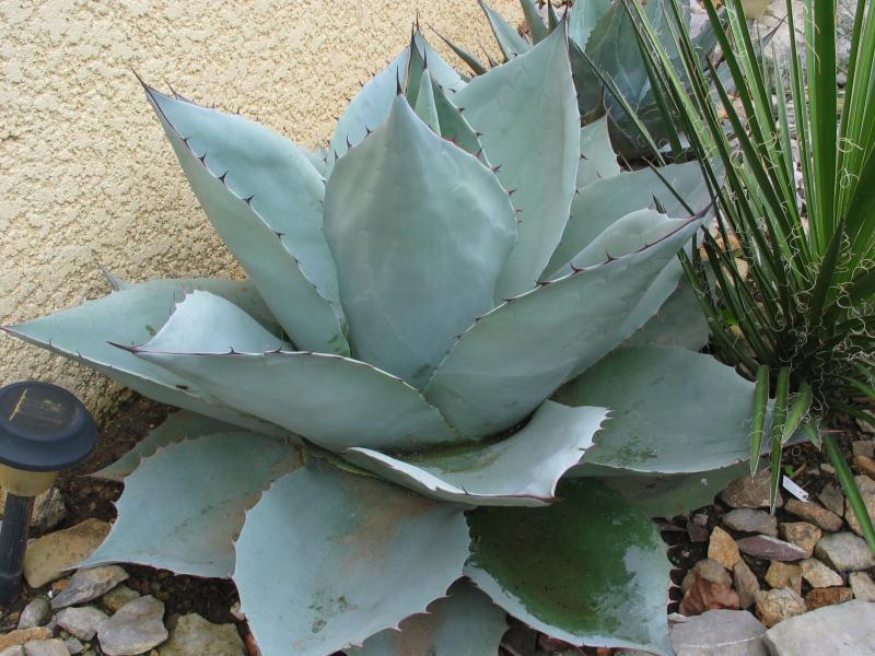 Agave ovatifolia.jpg