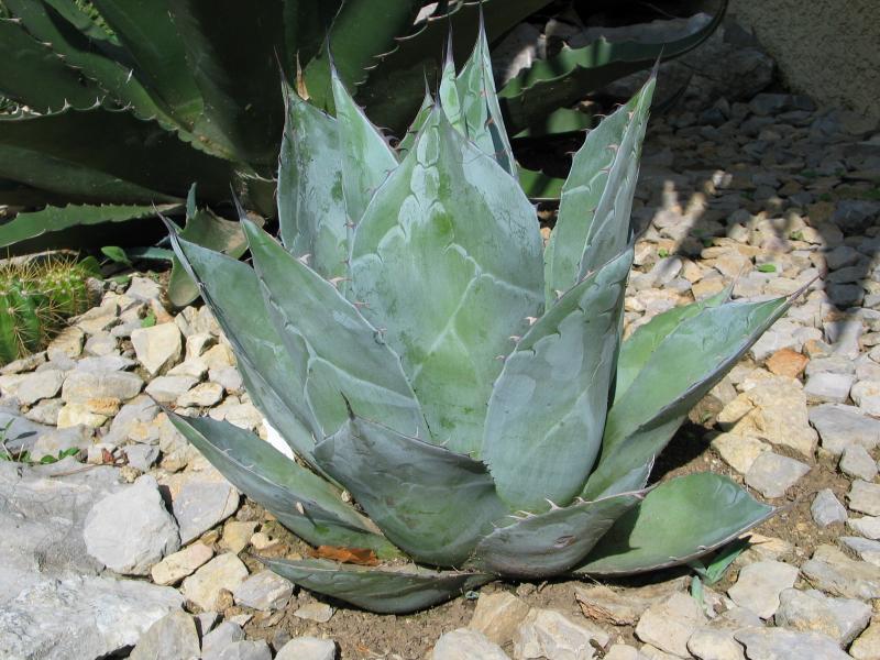 Agave parrasana.jpg