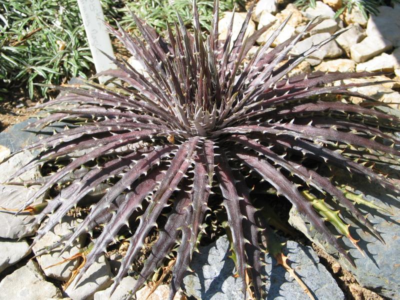 Dyckia 'Jimmy's Magic'.jpg