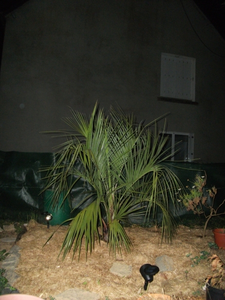 Butia capitata