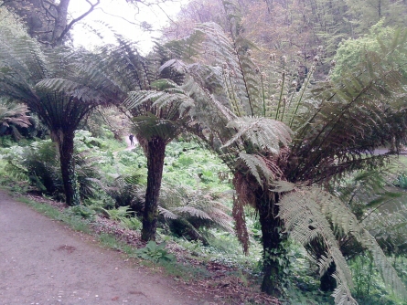 Fougères arborescentes ;)