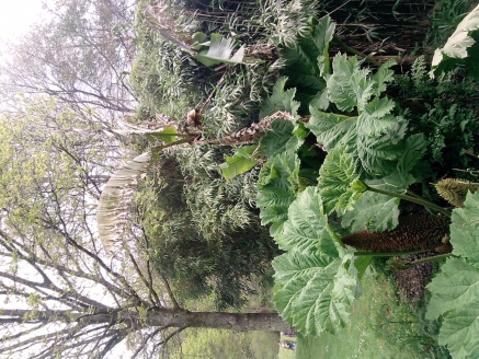 un gunnera sympa