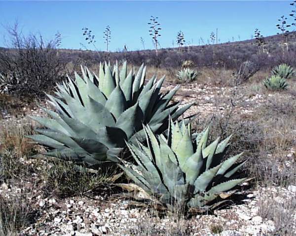 havardiana west texas.jpg