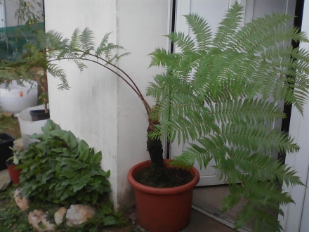 Cyathea cooperi