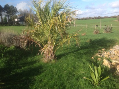 Mon plus gros butia odorata avec à sa droite doryantes palmeri et ma future terrasse