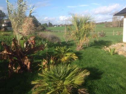 Vue avec plus de recule : on voit devant chamaerops humilis et ensente maurelli,mes premiers palmiers et bananiers .