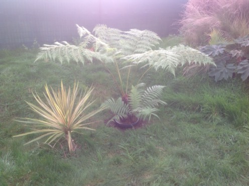 Cyathea australis