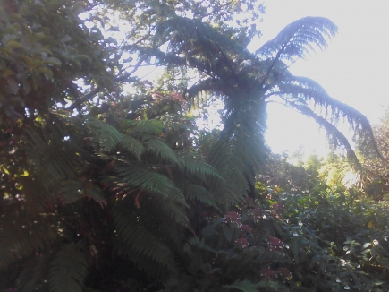 cyathea medullaris à droite