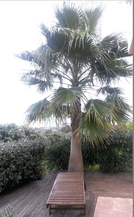 palmier corse.jpg