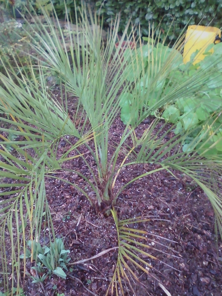 butia archeri