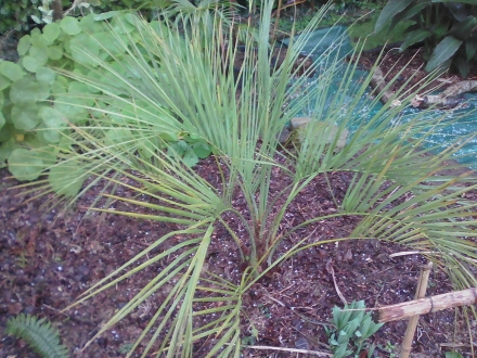 butia archeri avec grélons au pied :)