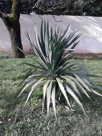 YUCCA REVOLUTA.jpg