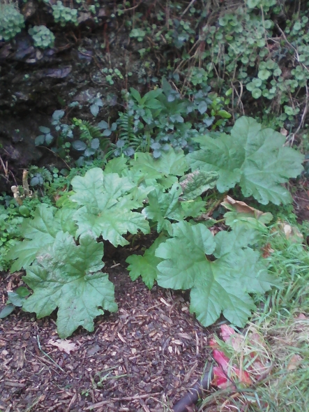 Gunnera manicata toujours en pleine forme