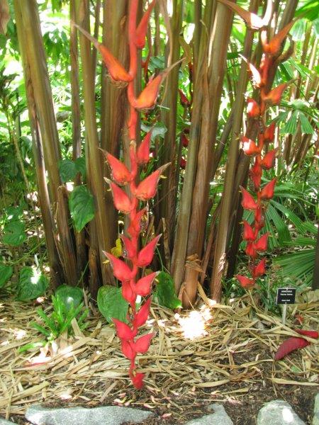 Australie (4250) A Heliconia.jpg