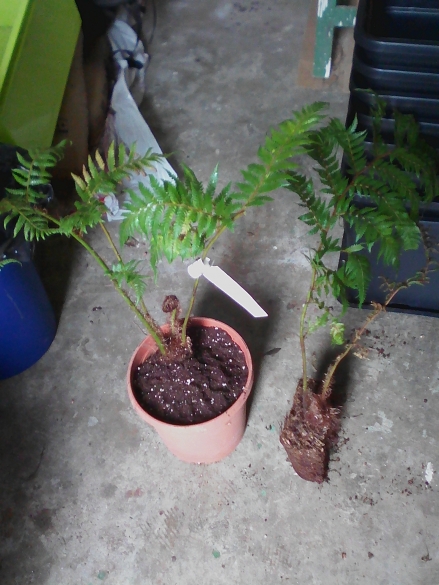 1 cyathea australis acheté