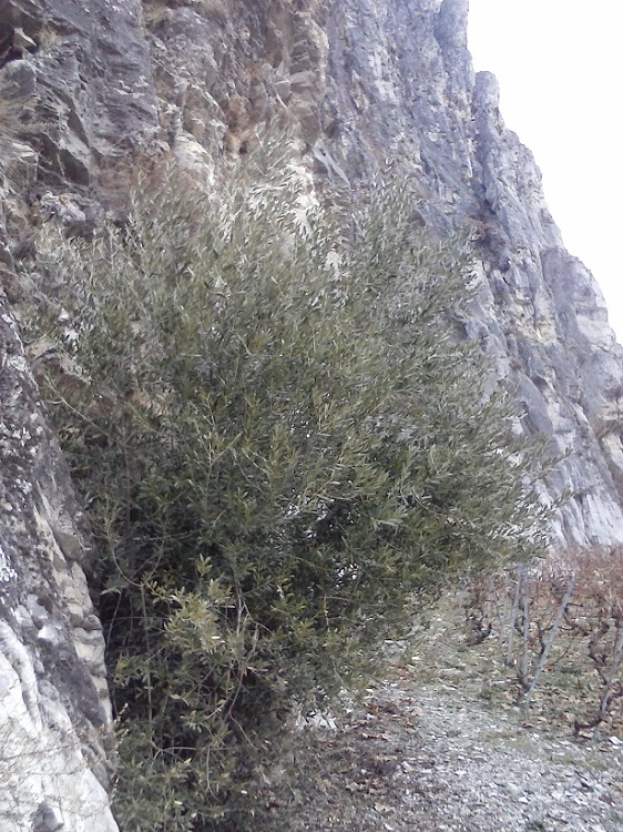 Olivier au pied des rochers, Chamoson