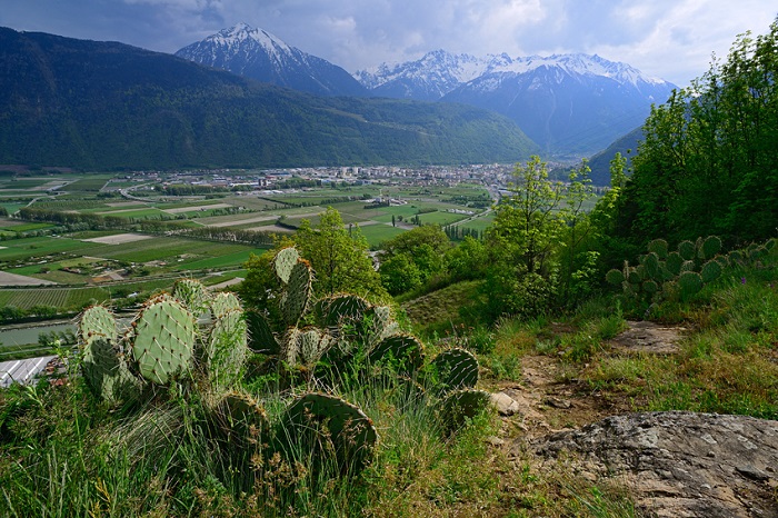 Opuntias aux Follatères, avec vue sur Martigny