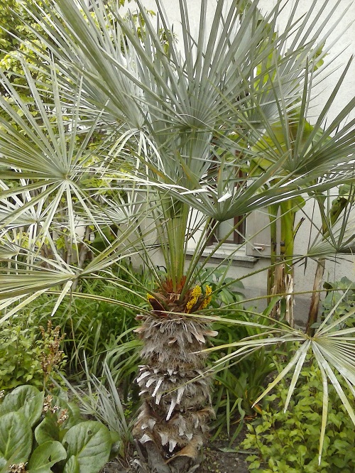 C. humilis cerifera, Martigny