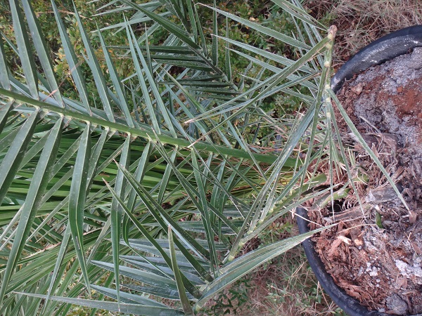 Phoenix canariensis ou théo