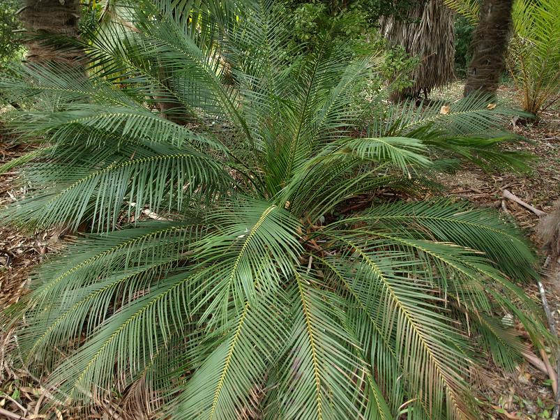 Macrozamia communis