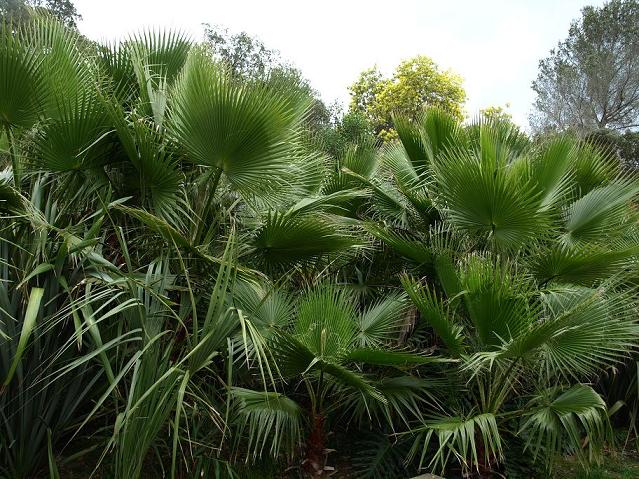 Washingtonia