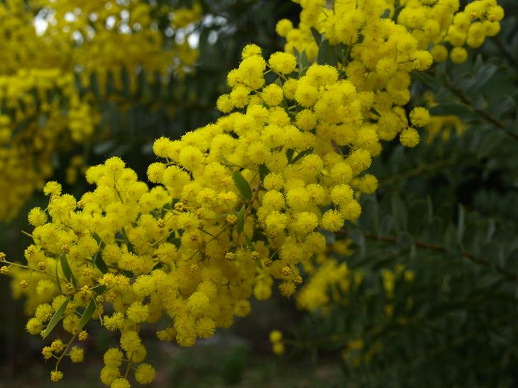 Acacia sp.