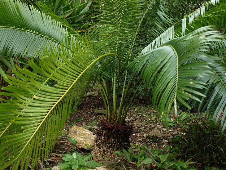 Cycas guizhouensis