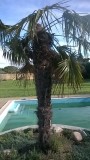palmier piscine.jpg