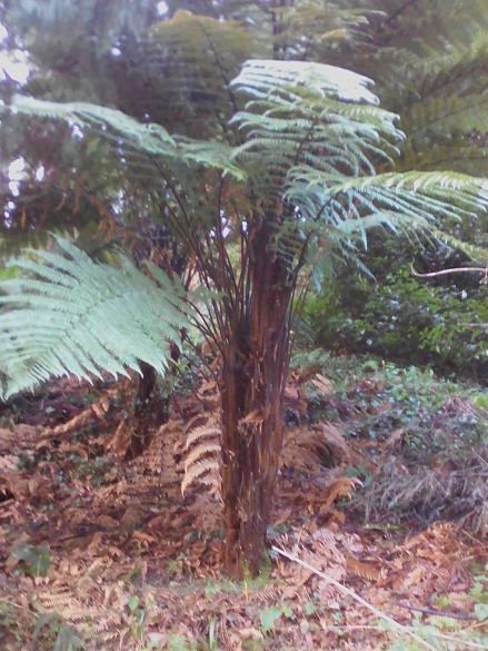 fougere arborescente