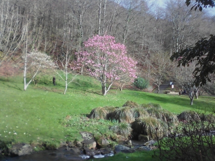 magnolia des roses et des blancs en fleurs