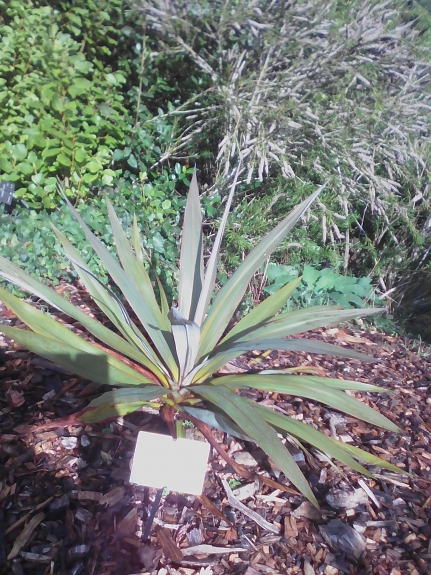 cordyline indivisa petite