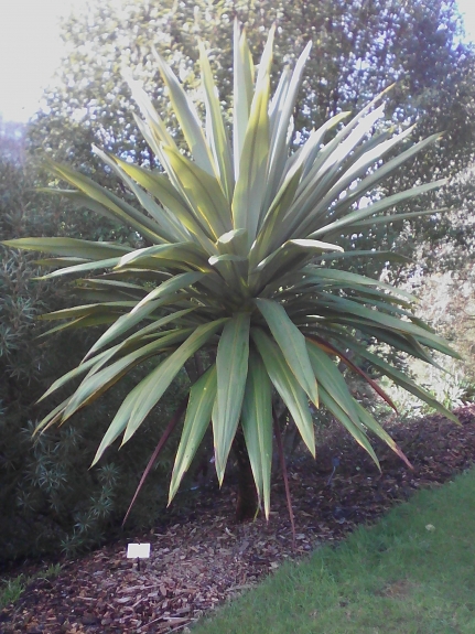 cordyline indivisa grande ^^