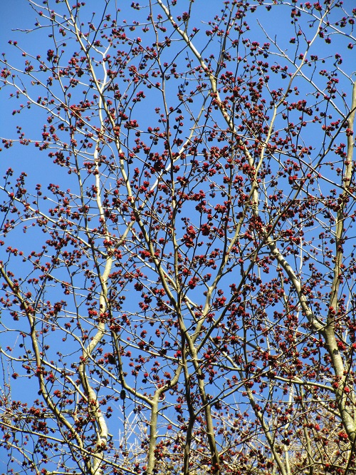 Parrotia persica