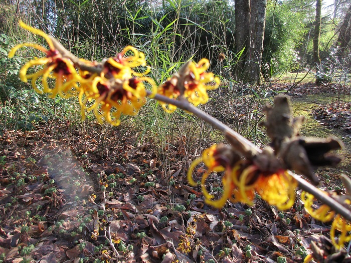 Jeune &quot;Orange beauty&quot;