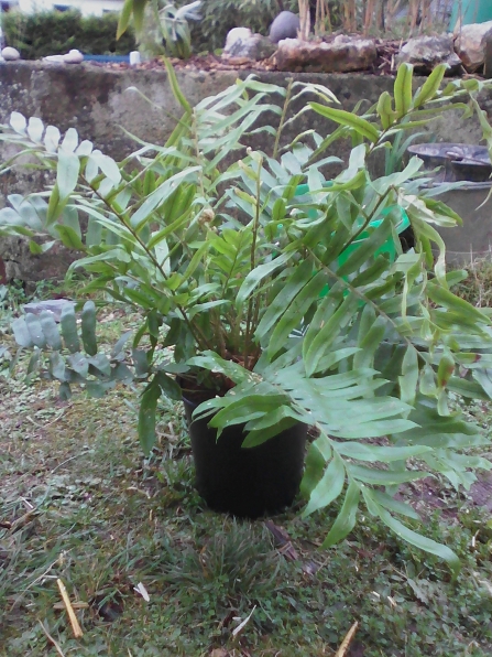 Blechnum Tabulare