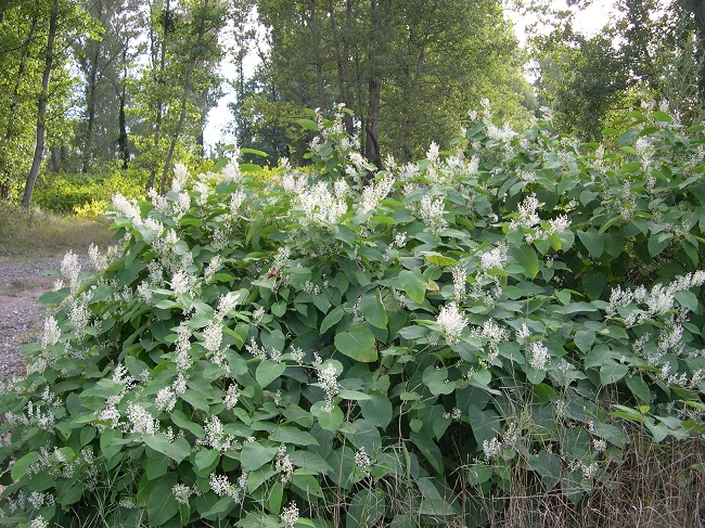 Fallopia japonica 2.jpg