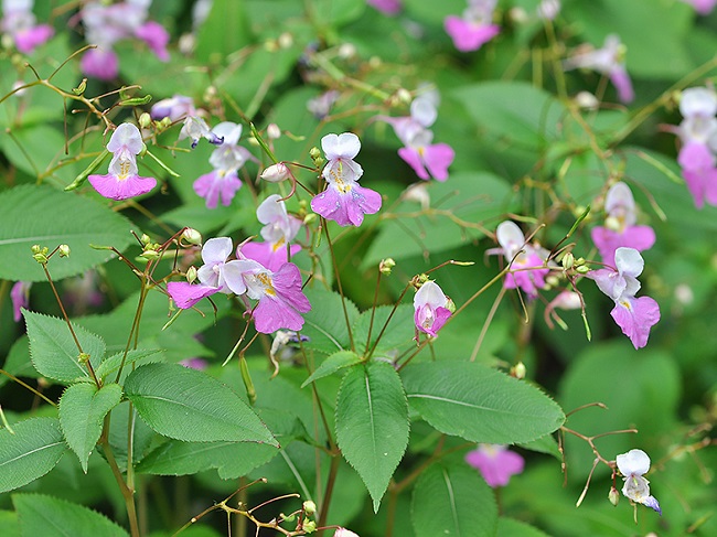 Impatiens_balfouri.jpg