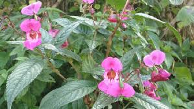 Impatiens Glandilifera.png