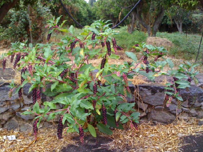 phytolacca_americana_1.jpg